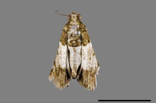 Teliphasa albifusa[00054498]