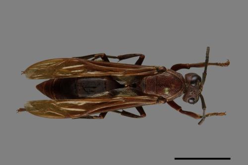 Polistes gigas[巨長腳蜂][00074421]