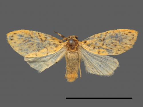 Asura alikangiae[關山豔苔蛾][00044259]