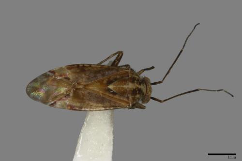 <已分類>Family：Miridae[盲椿象科][00040964]