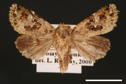 Xenotrachea albidisca pseudidisca[白腎陌夜蛾][00001963]