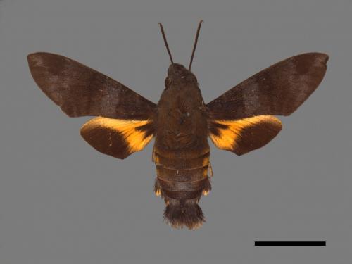 Macroglossum corythus luteata[黃紋長喙天蛾][00016504]