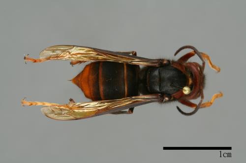 Vespa velutina[黃腳虎頭蜂][00096126]