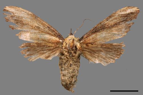 Hexafrenum maculifer maculifer[斑白頸異齒舟蛾][00051884]