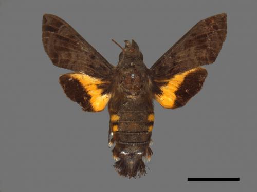 Macroglossum pyrrhosticta[黃斑長喙天蛾][00016530]