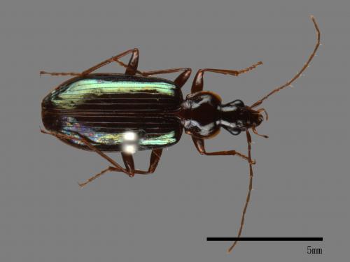 <已分類>Family：Carabidae[步行蟲科][00041102]