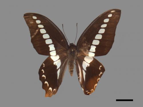 Graphium sarpedon connectens[青帶鳳蝶][00013868]