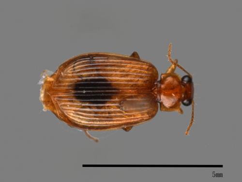 <已分類>Family：Chrysomelidae[金花蟲科][00040447]