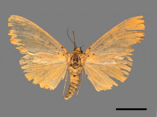 Asota egens indica[橙擬燈夜蛾][00045632]