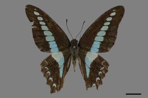 Graphium sarpedon connectens[青帶鳳蝶][00093760]