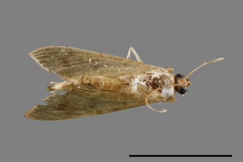 <已分類>Family：Crambidae[草螟科][00021721]