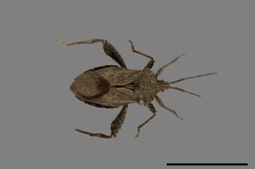 Acanthocoris scaber[瘤緣蝽][00075303]