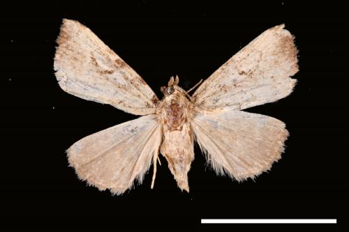 <已分類>Genus：Oglasa[00008027]