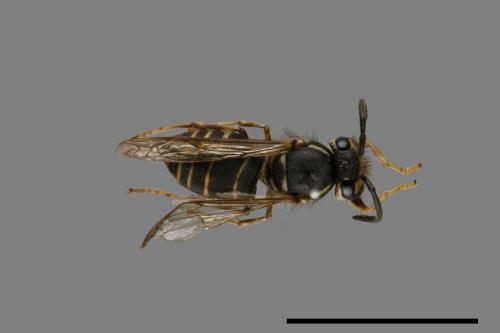 Vespula flaviceps[細黃胡蜂][00073287]