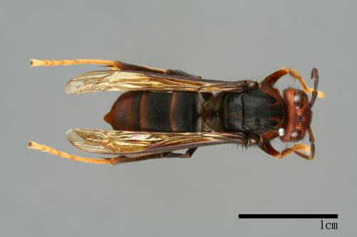 Vespa velutina[黃腳虎頭蜂][00097295]