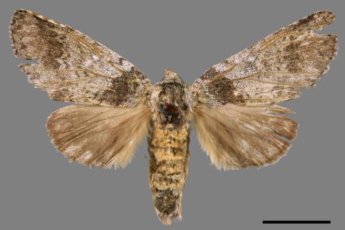 Pseudofentonia diluta variegata[迴舟蛾][00051391]