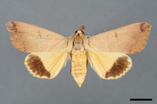 Ophiusa disjungens indiscriminata[同安鈕夜蛾][00005596]