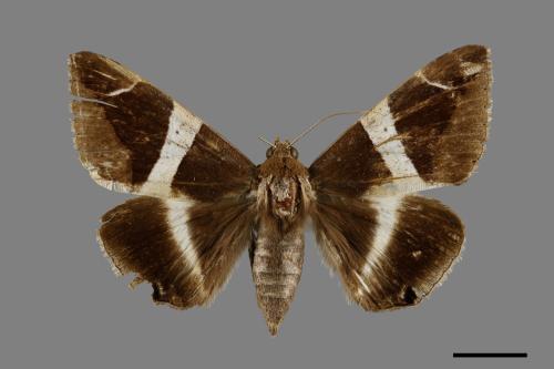 Dysgonia praetermissa[腎巾夜蛾][00005773]