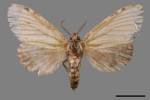 Somera viridifusca viridifusca[瑟舟蛾][00044572]