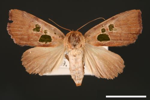 Carea trimacula[00004548]