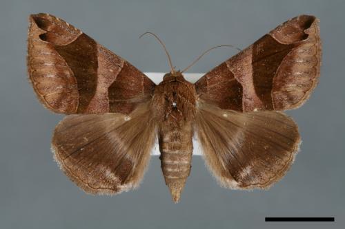 Dysgonia arcuata[00005706]