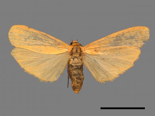 Eilema magnata[巨土苔蛾][00047633]