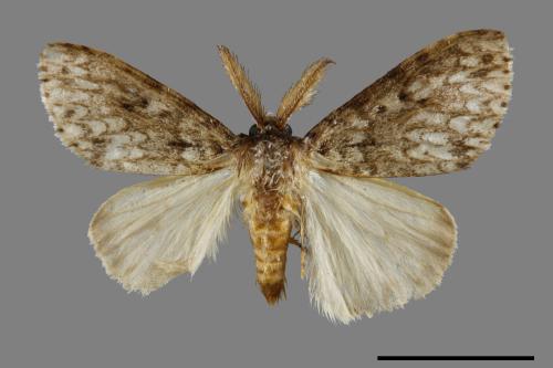 Lymantria grisea kosemponis[L紋褐毒蛾][00059926]