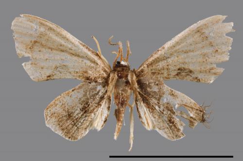 <已分類>Genus：Phazaca[00047215]