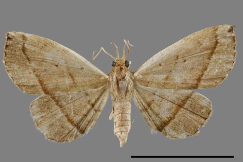 Paracolax bilineata[00010381]