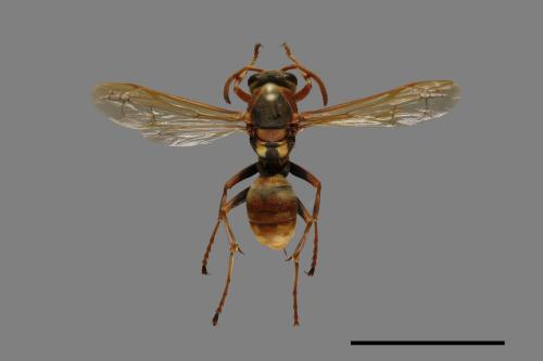 Polistes takasagonus[雙斑長腳蜂][00072725]