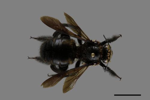 Xylocopa tranquebarorum[銅翼眥木蜂][00074792]