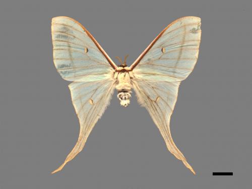 Actias selene ningpoana[長尾水青蛾][00016352]