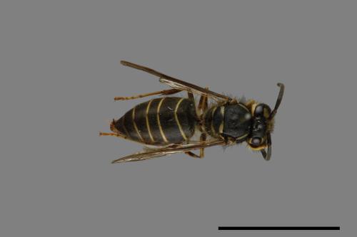 Vespula flaviceps[細黃胡蜂][00073340]