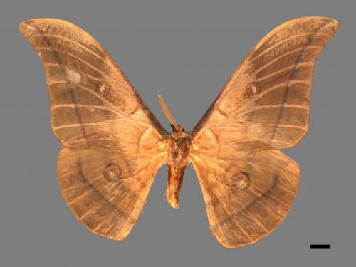 Antheraea yamamai superba[大透目天蠶蛾][00016221]