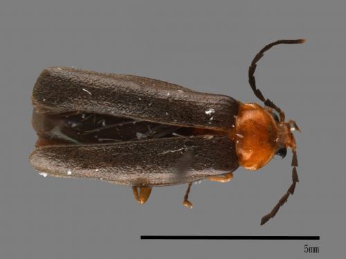 <已分類>Family：Cantharidae[菊虎科][00041767]