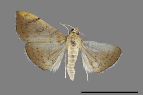 Hyalobathra coenostolalis[00092869]