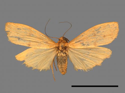 Eilema ratonis[凸紋土苔蛾][00045758]