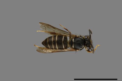 Vespula flaviceps[細黃胡蜂][00073353]