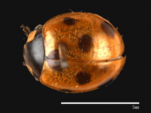 Coccinella septempunctata[七星瓢蟲][00013057]