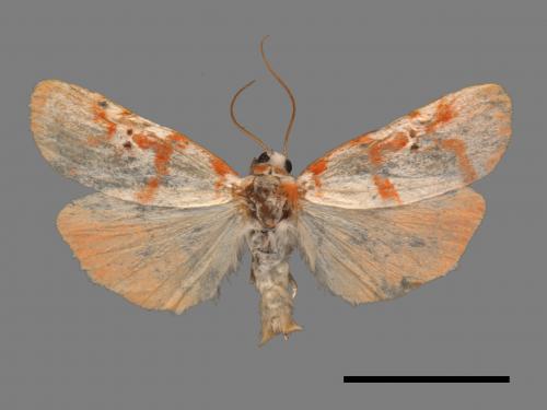 Cyana hamata[優雪苔蛾][00044663]