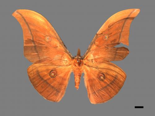 Antheraea yamamai superba[大透目天蠶蛾][00016150]