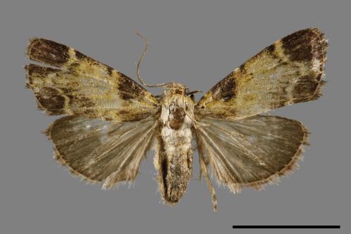 <已分類>Family：Pyralidae[螟蛾科][00052498]