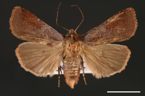Diarsia subtincta[灰褐歹夜蛾][00000800]