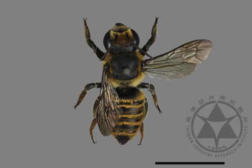 Megachile rufovittata[紅圈切葉蜂][00171998]