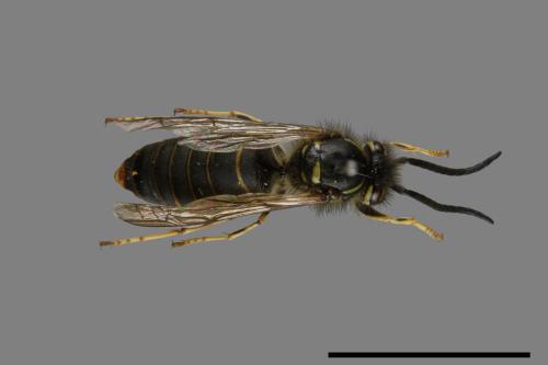 Vespula flaviceps[細黃胡蜂][00073052]