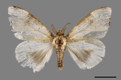 Lymantria xylina xylina[黑角舞蛾][00044549]