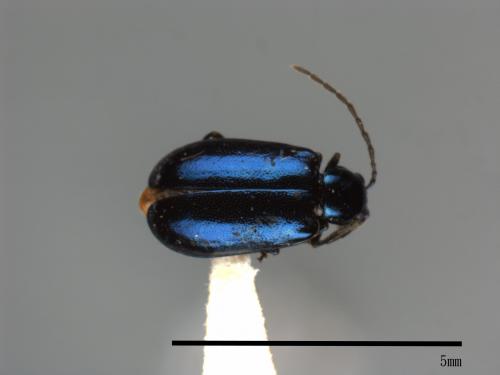 <已分類>Family：Chrysomelidae[金花蟲科][00084095]