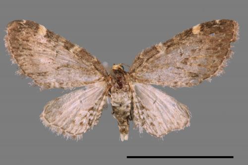 <已分類>Family：Geometridae[尺蠖蛾科][00042814]