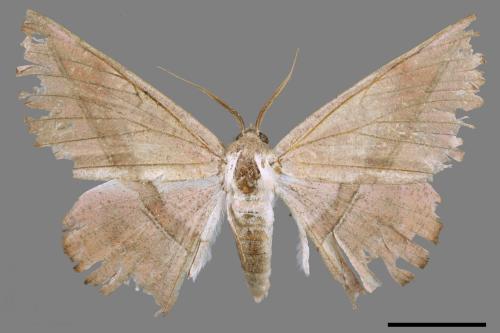 Sarcinodes yayeyamanus[一線沙尺蛾][00045481]