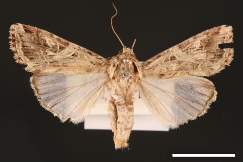 Spodoptera litura[斜紋夜蛾][00002868]